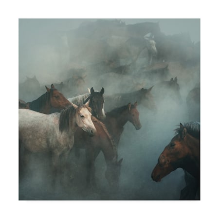 Huseyin Taskin 'Lost Horses' Canvas Art,18x18